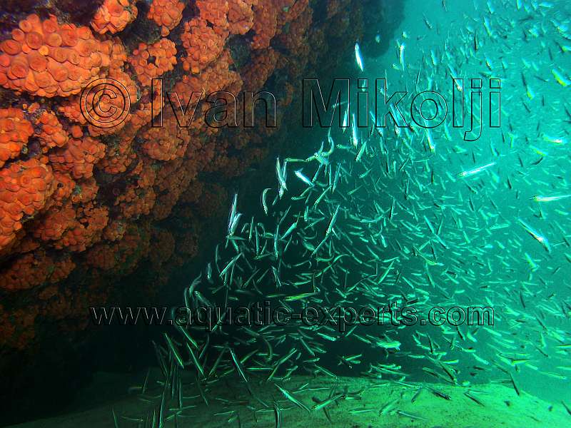 barcos hundidos en venezuela